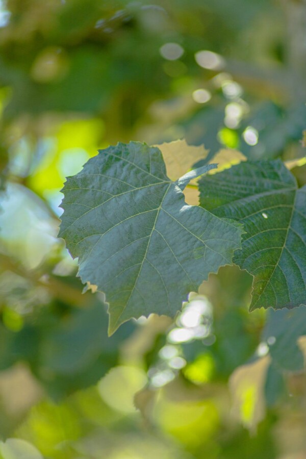 Tilia tomentosa 'Doornik' Tilia tomentosa 'Doornik'