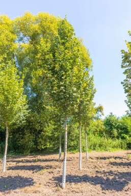 Tilia tomentosa 'Doornik' hochstamm 12/14