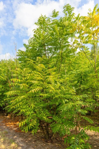 Toona sinensis 'Flamingo' Toona sinensis 'Flamingo'