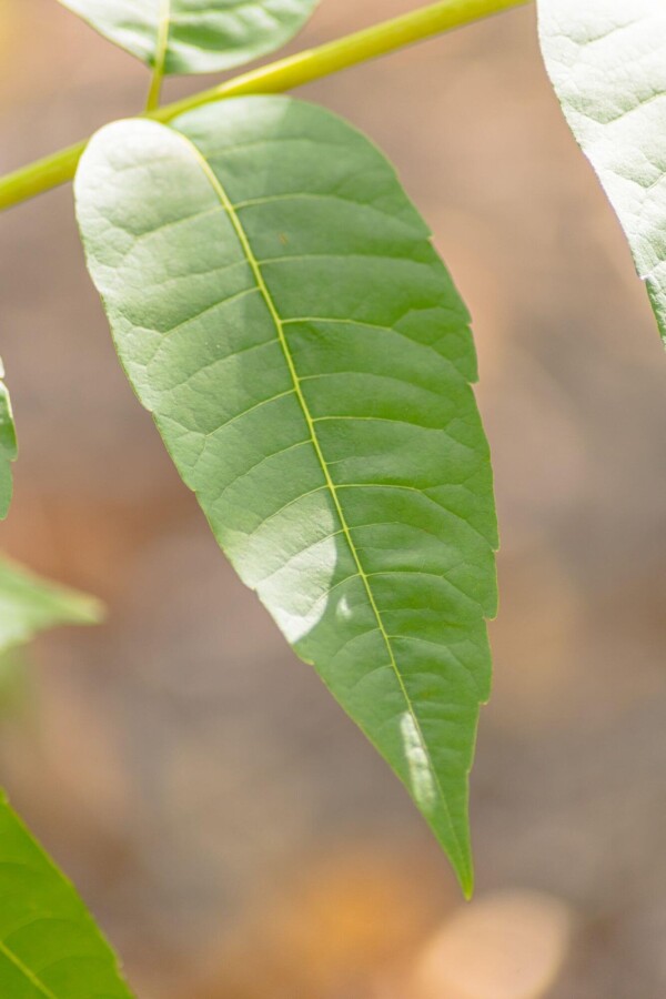 Toona sinensis 'Flamingo' HO 18/20 P/K Toona sinensis 'Flamingo' Hochstamm 18/20
