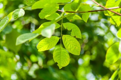 Toona sinensis 'Flamingo' HO 18/20 P/K Toona sinensis 'Flamingo' Hochstamm 18/20