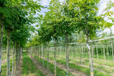 Toona sinensis 'Flamingo' HO 18/20 P/K Toona sinensis 'Flamingo' Hochstamm 18/20