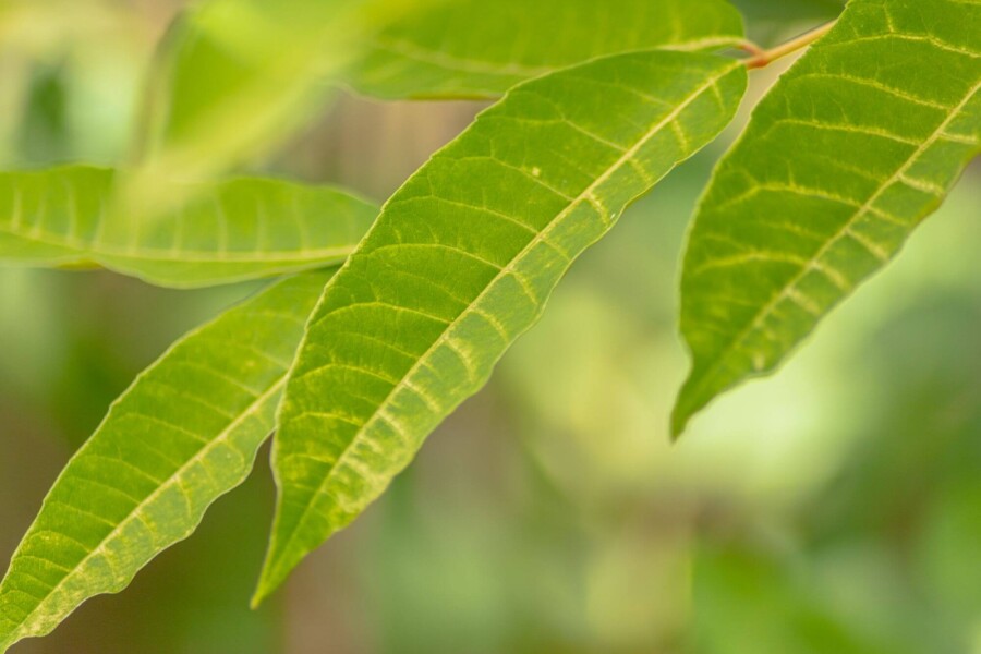Toona sinensis 'Flamingo' HO 18/20 P/K Toona sinensis 'Flamingo' Hochstamm 18/20