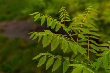 Toona sinensis 'Flamingo' HO 18/20 P/K Toona sinensis 'Flamingo' Hochstamm 18/20