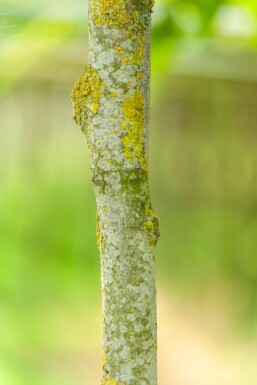 Toona sinensis 'Flamingo' HO 18/20 P/K Toona sinensis 'Flamingo' Hochstamm 18/20