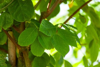 Toona sinensis 'Flamingo' hochstamm 18/20