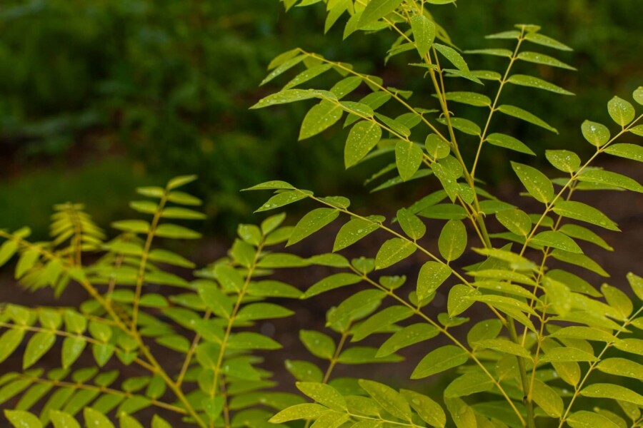 Toona sinensis 'Flamingo' HO 18/20 P/K Toona sinensis 'Flamingo' Hochstamm 18/20
