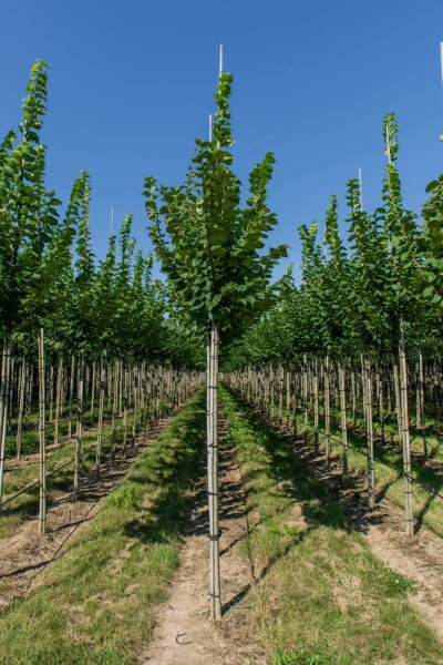 Ulmus glabra hoogstam