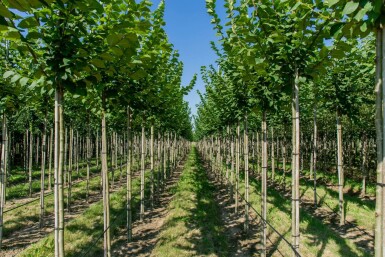 Ulmus glabra hochstamm 10/12