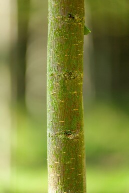 Ulmus glabra hochstamm 10/12