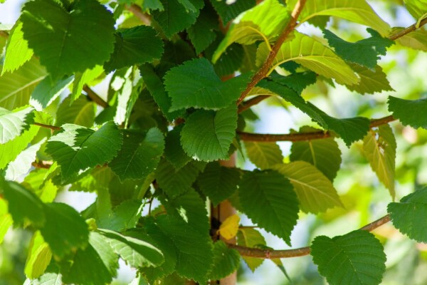 Ulmus glabra Mehrstämmig Ulmus glabra Mehrstämmig