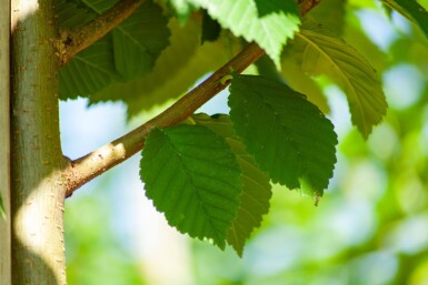 Ulmus glabra mehrstämmig 250-300