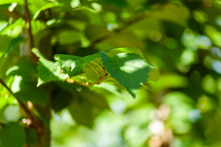 Ulmus glabra ME 250-300 P/K Ulmus glabra Mehrstämmig 250-300