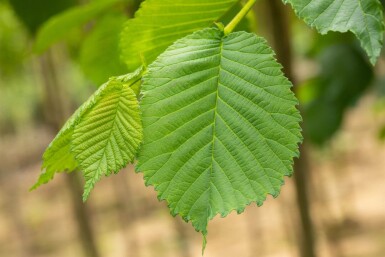 Ulmus glabra 'Camperdownii' hochstamm 14/16