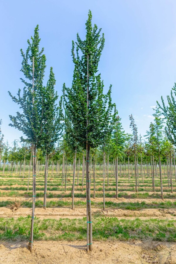Ulmus 'Columella' Ulmus 'Columella'