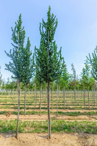 Ulmus 'Columella'