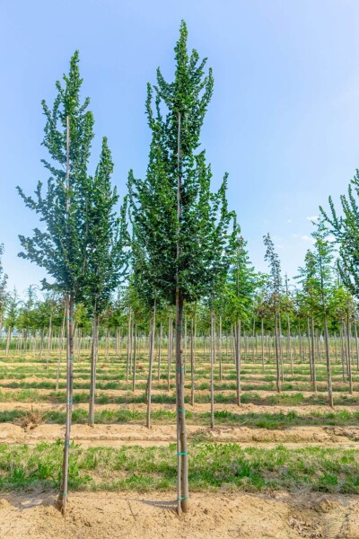 Ulmus 'Columella' Ulmus 'Columella'