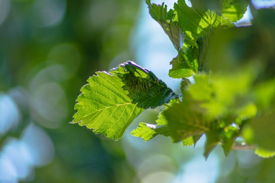 Ulmus 'Columella' Ulmus 'Columella'