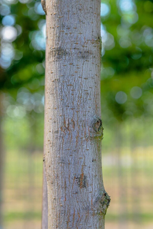 Ulmus 'Columella' Ulmus 'Columella'