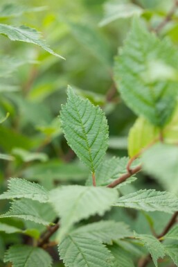 Ulmus laevis Ulmus laevis
