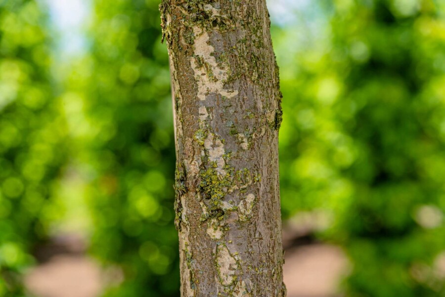Ulmus laevis Ulmus laevis