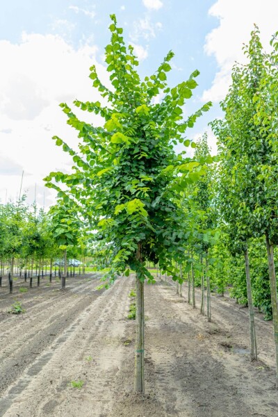 Ulmus laevis hoogstam