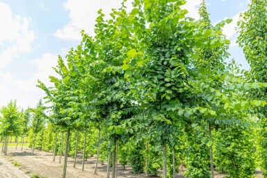 Ulmus laevis hochstamm 10/12