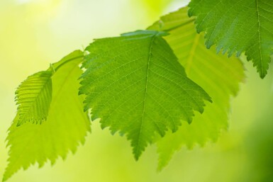 Ulmus laevis hochstamm 10/12