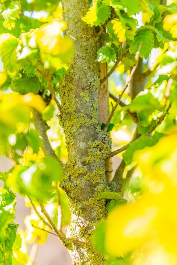 Ulmushollandica 'Wredei' Ulmus x hollandica 'Wredei'