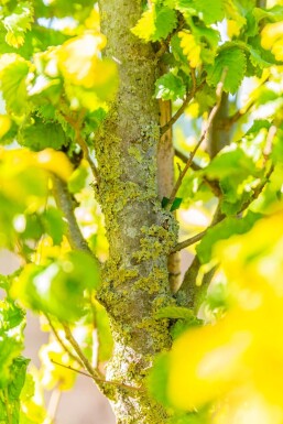 Ulmus x hollandica 'Wredei'