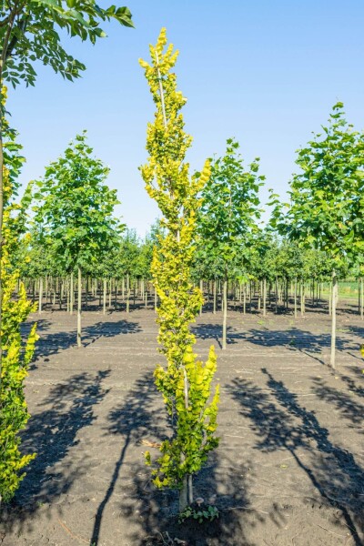 Ulmus x hollandica 'Wredei'