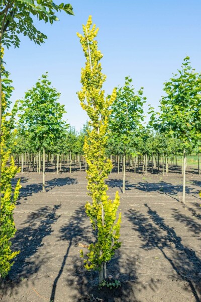 Ulmus x hollandica 'Wredei' Ulmus x hollandica 'Wredei'
