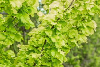 Ulmus x hollandica 'Wredei'