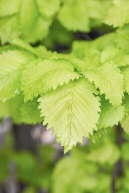 Ulmus x hollandica 'Wredei' hochstamm 14/16