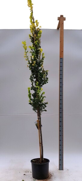 Ulmus x hollandica 'Wredei' Hochstamm Ulmus x hollandica 'Wredei' Hochstamm