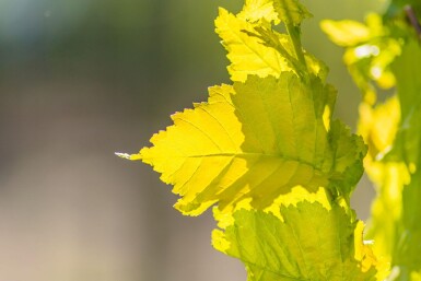 Ulmus x hollandica 'Wredei' hochstamm 14/16