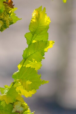 Ulmus x hollandica 'Wredei' stammbusch 4-6