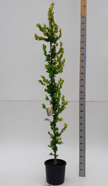 Ulmus x hollandica 'Wredei' Stammbusch Ulmus x hollandica 'Wredei' Stammbusch