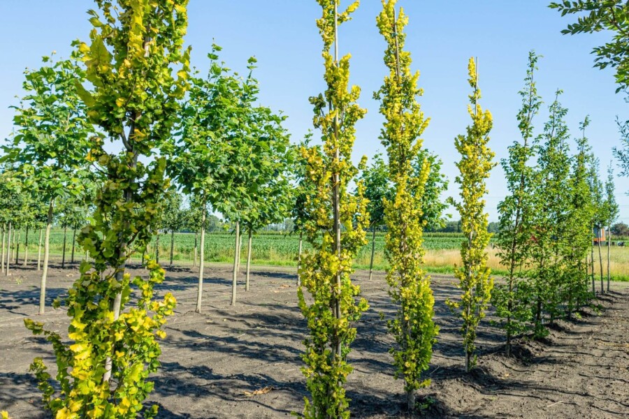 Ulmushollandica 'Wredei' BE 4-6 P/K Ulmus x hollandica 'Wredei' Stammbusch 4-6