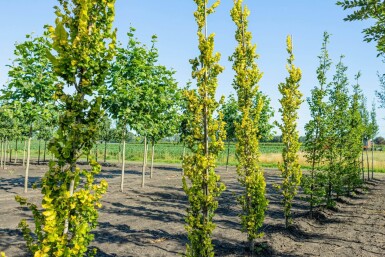 Ulmus x hollandica 'Wredei' stammbusch 4-6