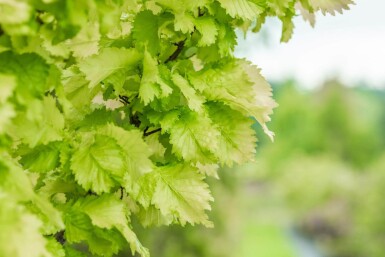 Ulmus x hollandica 'Wredei' stammbusch 4-6