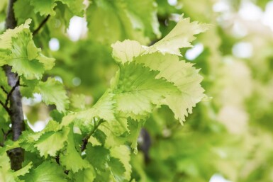 Ulmus x hollandica 'Wredei' stammbusch 4-6