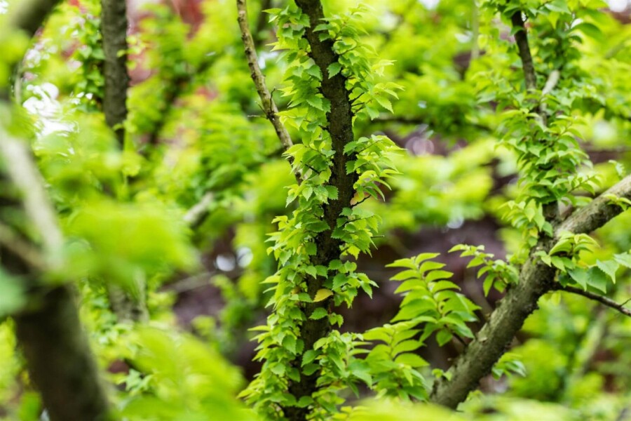 Ulmus minor 'Jacqueline Hillier' Ulmus minor 'Jacqueline Hillier'