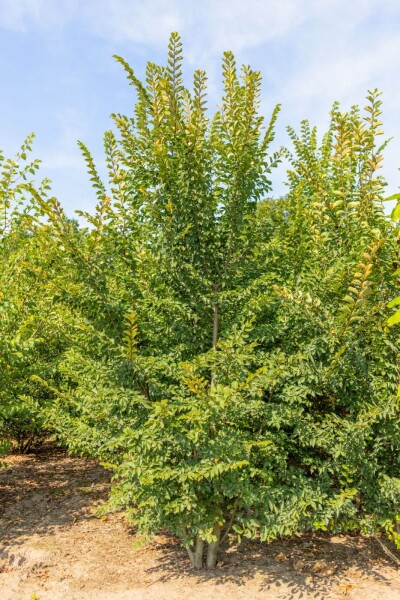 Ulmus minor 'Jacqueline Hillier' Mehrstämmig Ulmus minor 'Jacqueline Hillier' Mehrstämmig