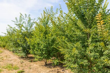 Ulmus minor 'Jacqueline Hillier' mehrstämmig 200-250