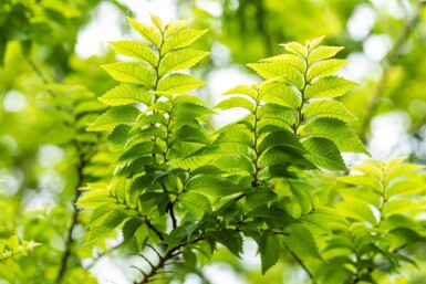 Ulmus minor 'Jacqueline Hillier' mehrstämmig 200-250