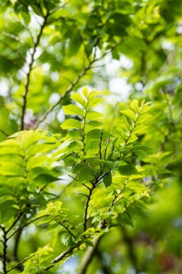 Ulmus minor 'Jacqueline Hillier' mehrstämmig 200-250