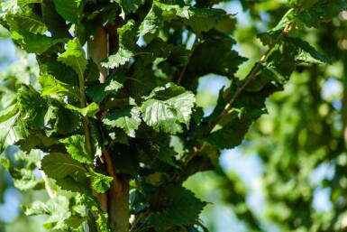 Ulmus 'Nanguen' Ulmus 'Nanguen'