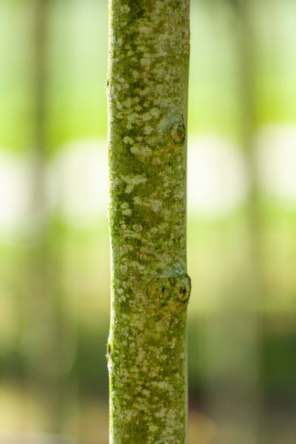 Ulmus 'Nanguen' Ulmus 'Nanguen'
