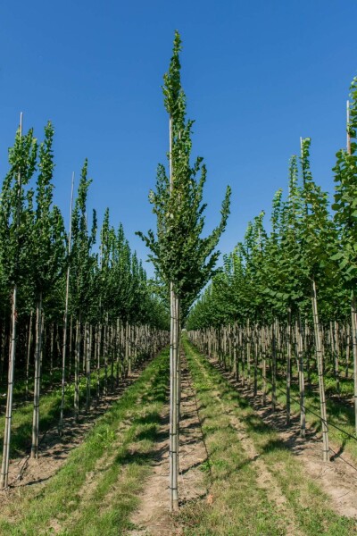 Ulmus 'Nanguen' Hochstamm Ulmus 'Nanguen' Hochstamm